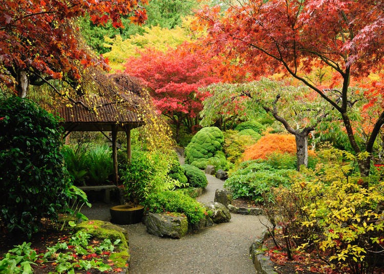 日文的「紅葉」其實包含楓葉&銀杏！