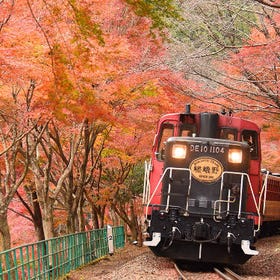 京都嵐山秋季嵯峨野遊覽小火車半日遊
▶點擊預約
圖片提供：Klook
