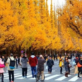 東京賞楓、銀杏等秋色景點14+3選＋最佳觀賞期整理