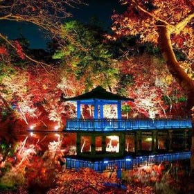 東京夜楓景點5選：最佳賞楓期、點燈時間、周邊推薦住宿全攻略