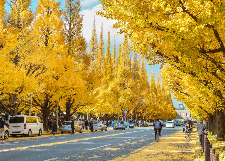 2020東京紅葉＋銀杏！秋天5種特色景點報給你知