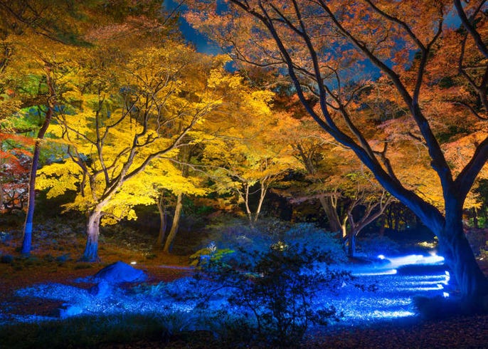 浪漫夜枫 金黄银杏 艳红枫叶 离车站近 东京各种特色赏枫景点向你汇报 Live Japan 日本的旅行 旅游 体验向导