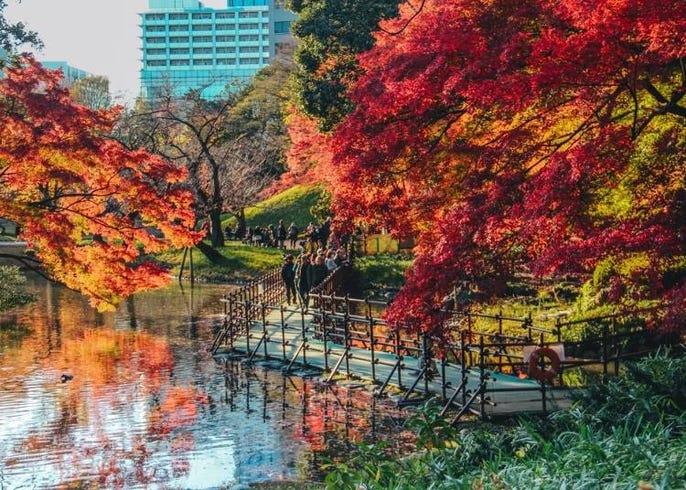 東京紅葉 銀杏 秋天5種特色景點報給你知 Live Japan 日本旅遊 文化體驗導覽