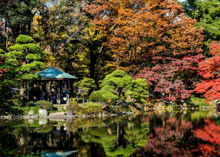 東京紅葉景點⑤交通超方便！車站附近的紅葉景點