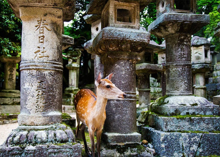 日本旅遊推薦奈良