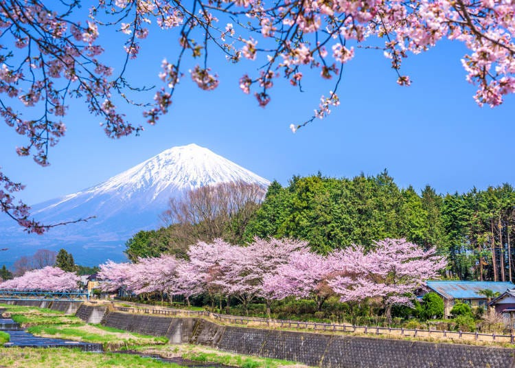 Central Japan Selections - Shizuoka