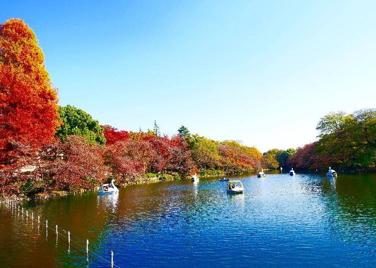 Inokashira Park: Beautiful in Every Season