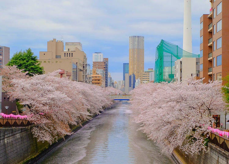 도쿄에서 벚꽃명소로도 인기가 높은 메구로 강 주변