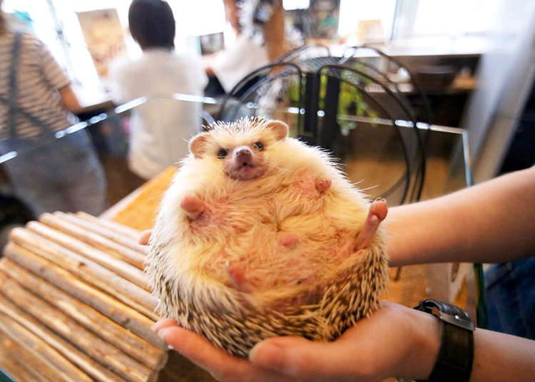 Looking for a Different Kind of Animal Café in Tokyo? Try Hedgehogs!