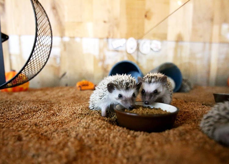 A Special Café for Hedgehogs