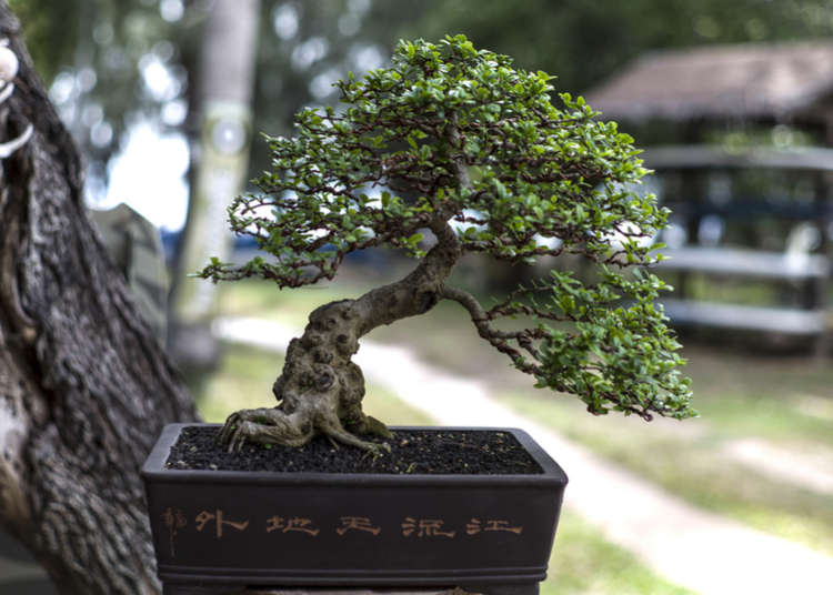 japanese tree