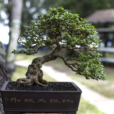 Shunkaen Bonsai Museum Ryogoku Tokyo Skytree R Art Museums Live Japan