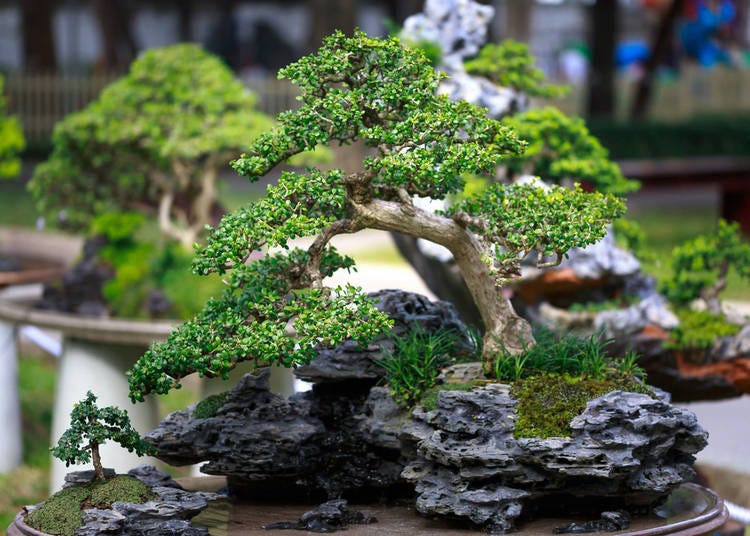 Bonsai Tree Displays Can Look Like Mini-Landscapes