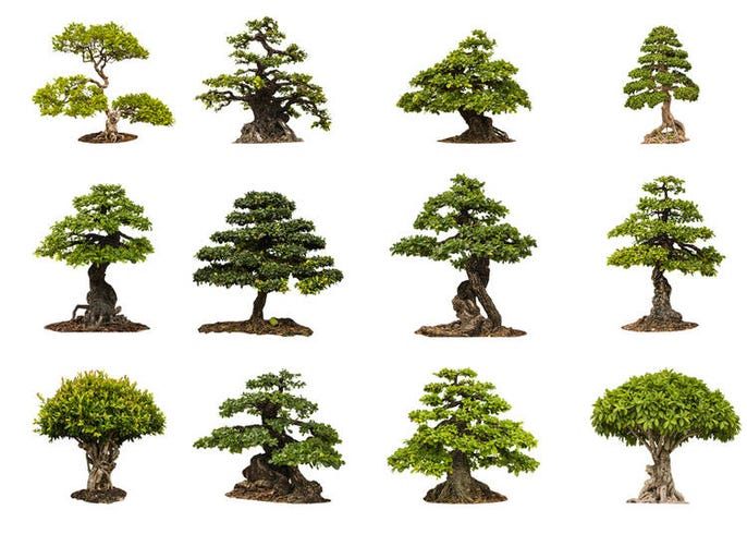 Culture Of Japanese Bonsai The Beauty And Mystique Of Miniature Trees Live Japan Travel Guide