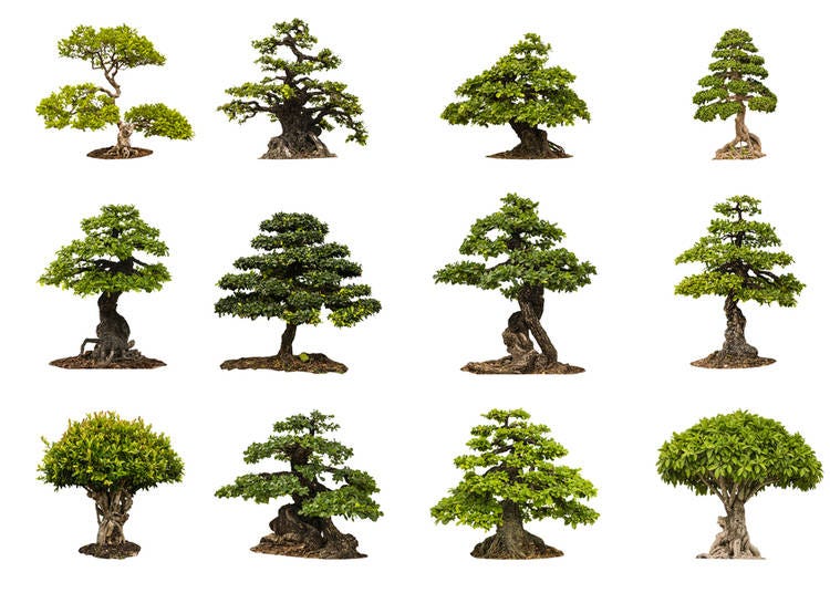 Different Bonsai Tree Styles