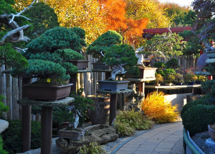 Bonsai Tree Exhibition