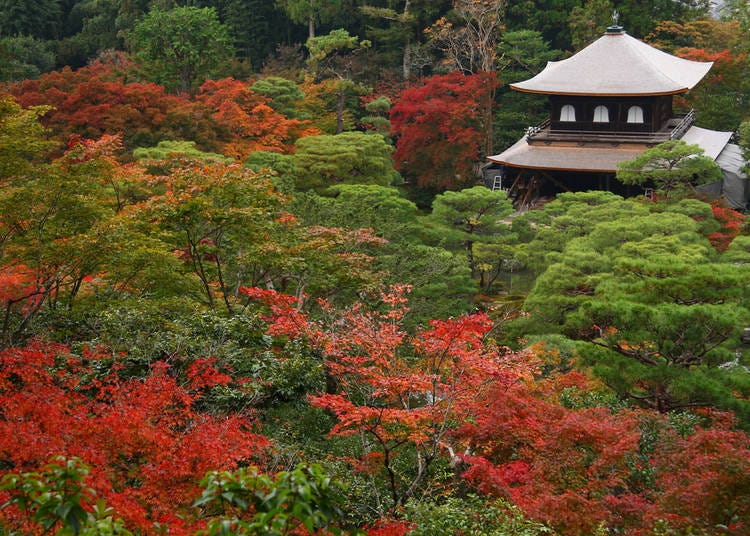 A Variety of Trees and Shrubs in the Garden of the Silver Pavilion in Kyoto