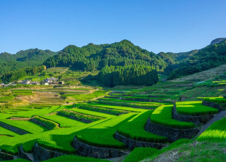 Rice-fields in Hasami, Nagasaki