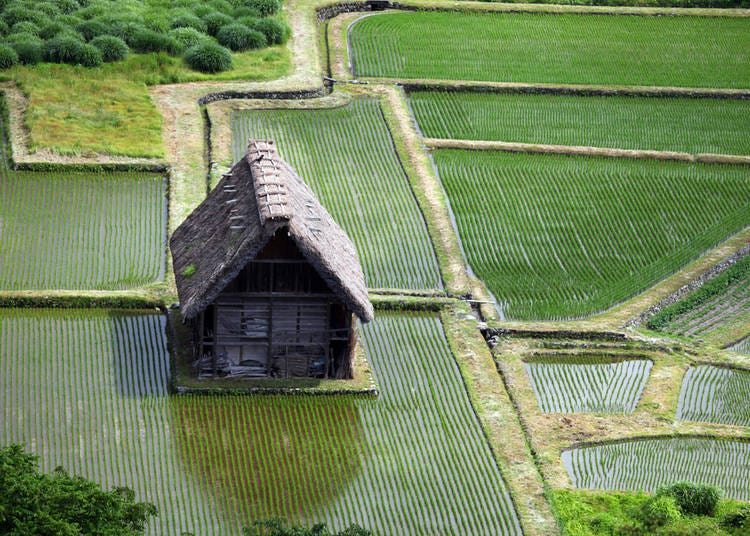 Rice Fields in Shirakawago, Japan
