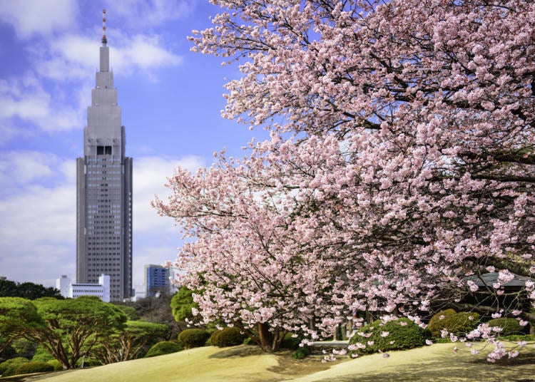 Spring Blossoms and Autumn Colors: Seasonal Flower Viewing in Tokyo