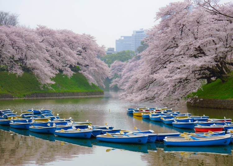 Spring Cherry Blossoms, Autumn Leaves: Enjoy Tokyo&rsquo;s Seasonal Flowers
