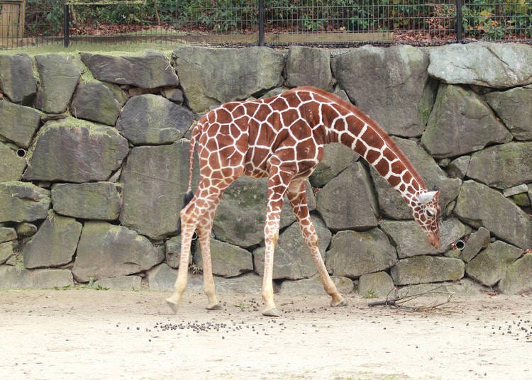 橫濱動物園Zoorasia的可愛長頸鹿