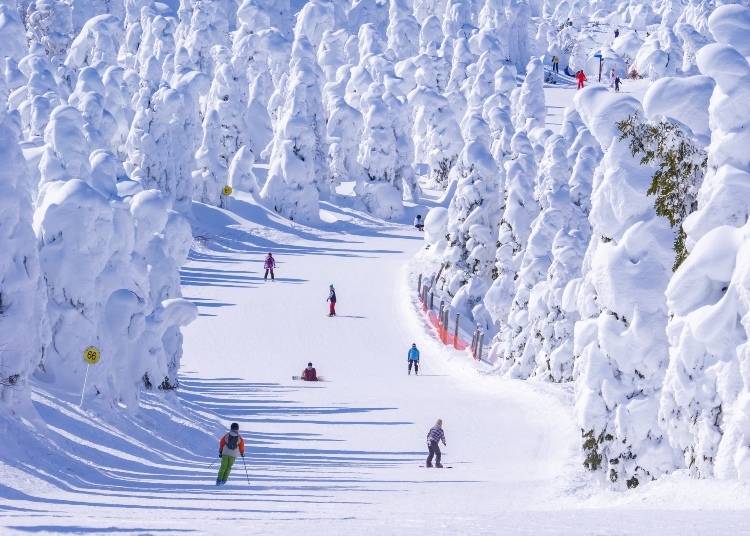 Skiing at Zao Onsen (Image: PIXTA)