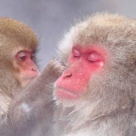 [나가노] 지고쿠다이 원숭이 공원 + 젠코지 일일 투어 (사케 시음 포함)