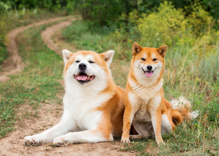 big fluffy japanese dog