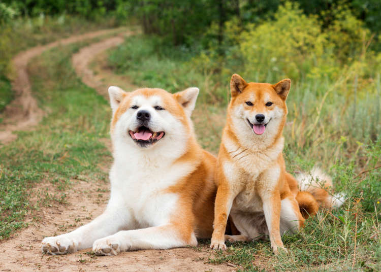 6 Authentic Japanese Dog Breeds: Cuteness from Shiba Inu to Akita Inu! |  LIVE JAPAN travel guide