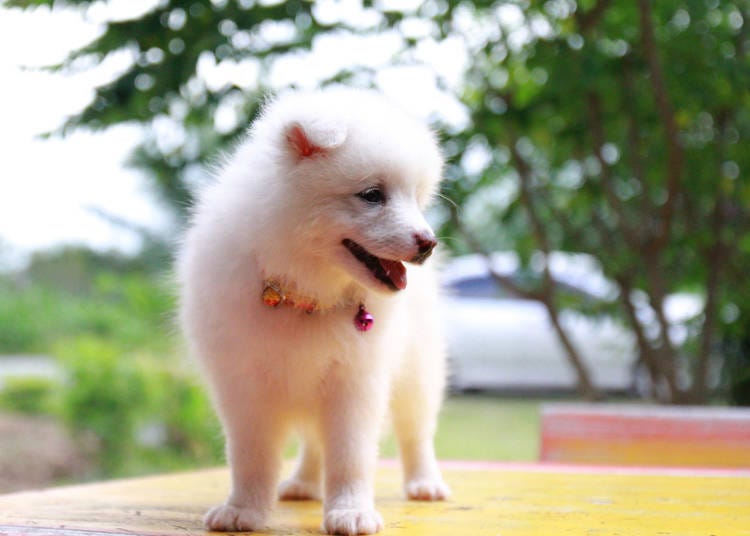 Japanese Spitz