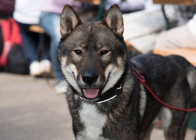 6 Authentic Japanese Dog Breeds Cuteness From Shiba Inu To Akita Inu Live Japan Travel Guide Japan, however a large dog in an apartment might be problematic and given the size of japanese believe it or not, there is a dog park and a dog cafe on the top floor of takashimaya department store (the saks equivalent in japan) in the.