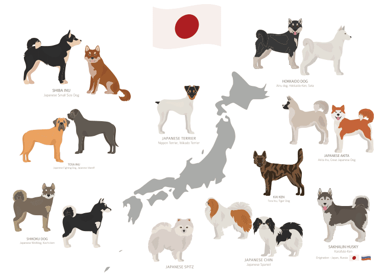 Other Japanese Dog Breeds