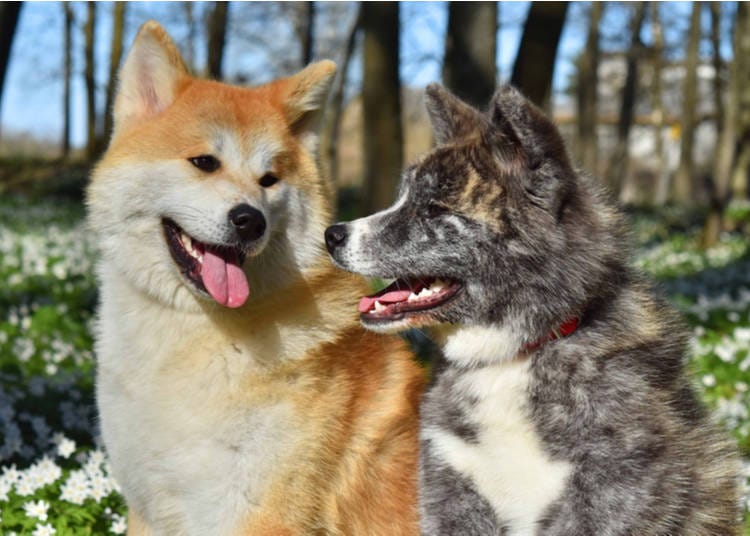 types of japanese dog breeds