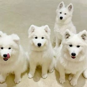 (Tokyo) Harajuku Samoyed Café Moffu
Details & Bookings▶
(Image: Rakuten Travel Experiences)