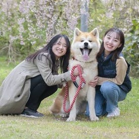 (Akita) Walking in the forest with Akita dogs

Details & Bookings▶
(Image: KKday)