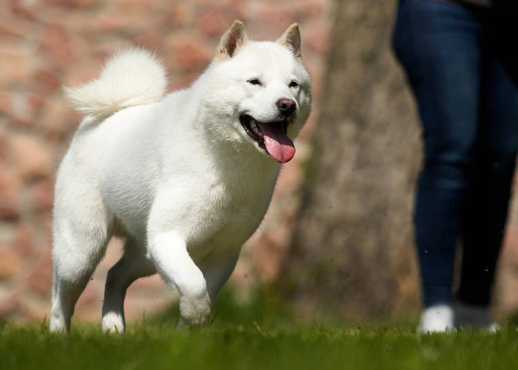 2. 홋카이도견: 사나우면서도 고대의 곰 사냥개