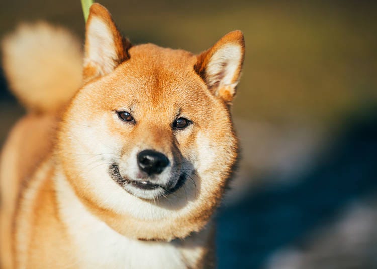 5. 柴犬:日本最受歡迎的小型犬