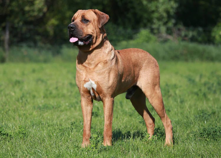 土佐鬥犬:兇猛的日本獒犬