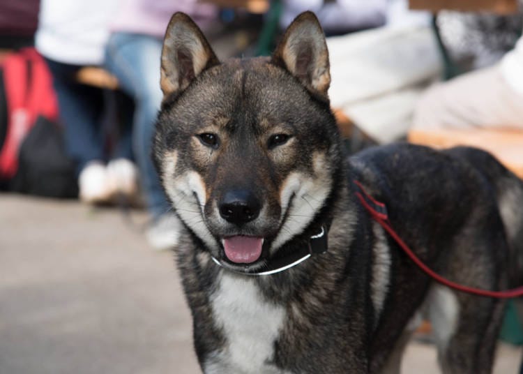 6. 四國犬:堅韌的山地犬