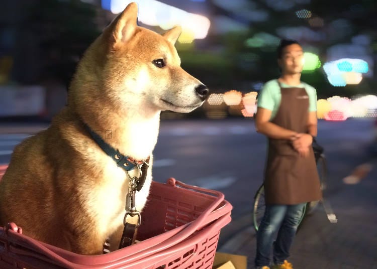 ④想在日本買一隻正宗日本犬嗎?