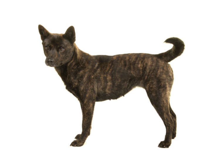 3. 甲斐犬:山中虎犬