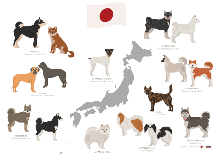 ②其他日本犬種