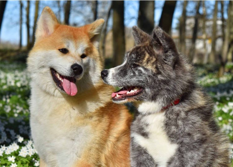1. 秋田犬:熊獵人與忠誠的象徵
