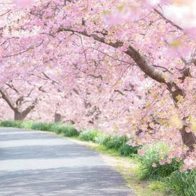 【2月出發】河津櫻櫻花祭之賞早櫻溫泉一日遊
▶點擊預約
圖片提供：Klook