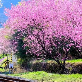 渡良瀨溪谷鐵道賞櫻一日遊
▶點擊預約
圖片提供：Klook