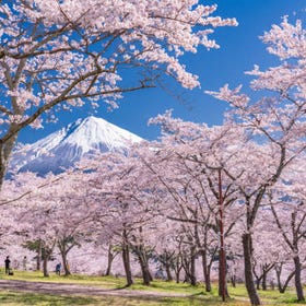 富士山打卡一日遊（含四季花卉 & 河口湖纜車 & 水果採摘吃到飽）
▶點擊預約
圖片提供：Klook