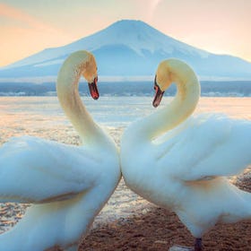 【富士山雙湖美景網紅溫泉一日遊】新倉山淺間公園或富士山五合目&河口湖季節限定賞楓賞花&山中湖一日遊
▶點擊預約
圖片提供：Klook