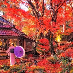 賞楓限定｜比叡山延歷寺參訪 + 近江八幡漫步 + 教林坊紅楓點燈一日遊
▶點擊預約
圖片提供：Klook