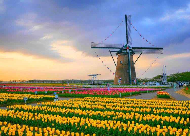 Just like the Netherlands – a tulip field in Chiba